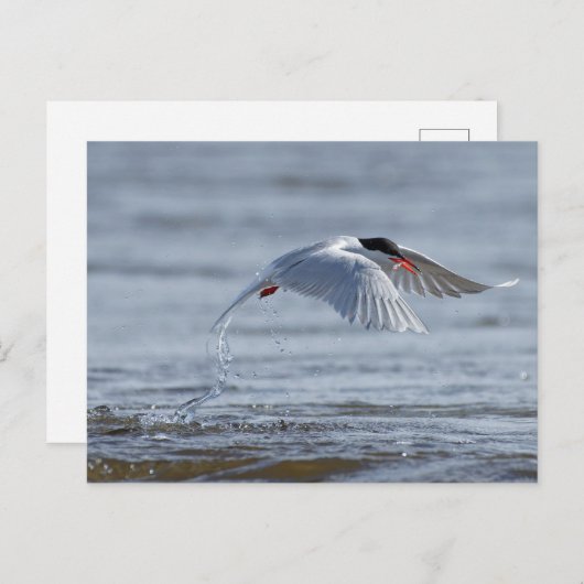 共通の自然写真はがき ポストカード (正面/裏面)