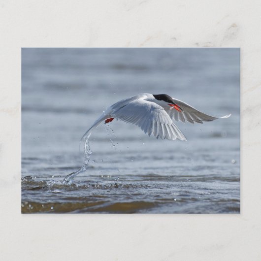 共通の自然写真はがき ポストカード (正面)