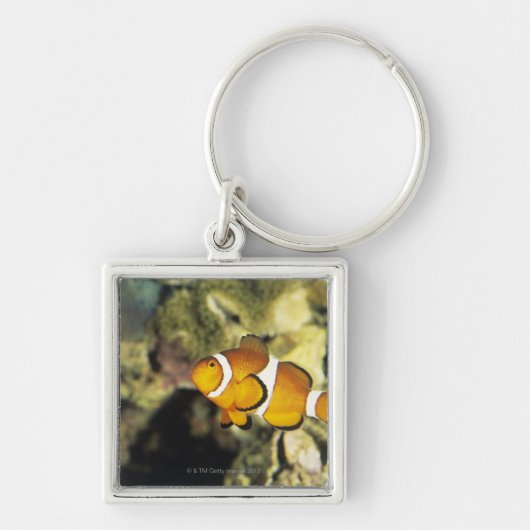 共通のclownfish (Amphiprionのocellaris)、 キーホルダー (正面)