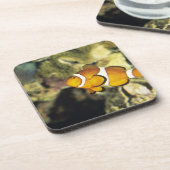共通のclownfish (Amphiprionのocellaris)、 コースター (左側)