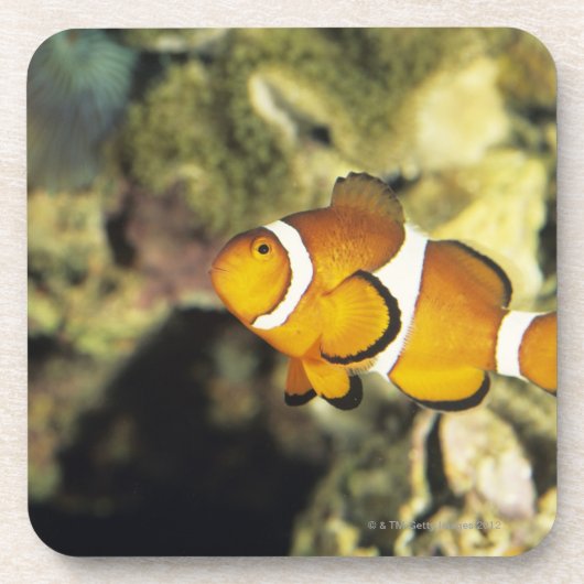共通のclownfish (Amphiprionのocellaris)、 コースター (正面)