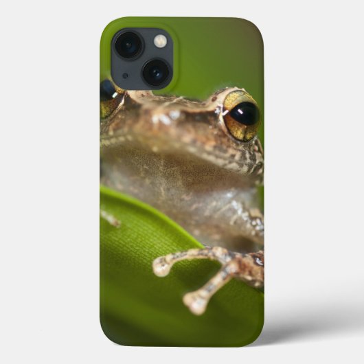 共通のcoqui、Eleutherodactylusのcoqui、El Case-Mate iPhoneケース (裏面)