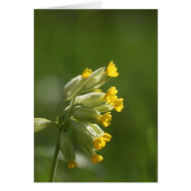 共通のCowslip (サクラソウ属のveris) (正面)