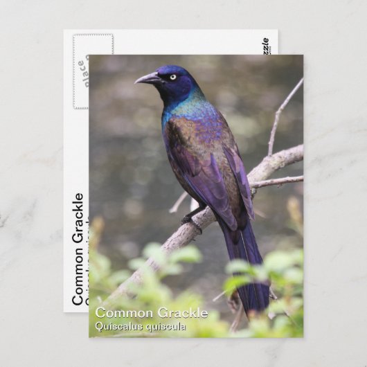 共通のGrackle ポストカード (正面/裏面)