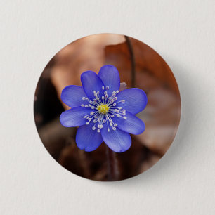共通のHepatica (Hepaticaのnobilis) 缶バッジ