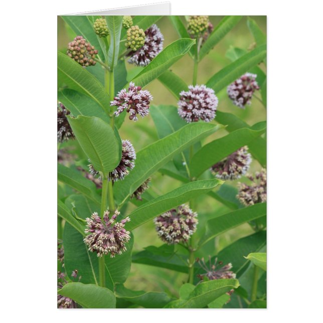 共通のmilkweed (正面)