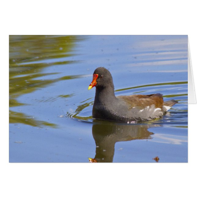 共通のMoorhen (正面横)