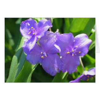 共通のSpiderwort
