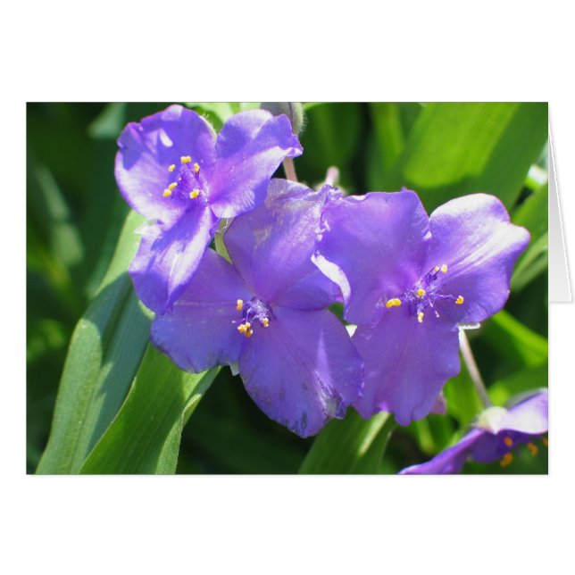 共通のSpiderwort (正面横)