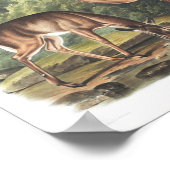 共通またはバージニアンディアアメリカン動物相ヴィンテージ ポスター (角)