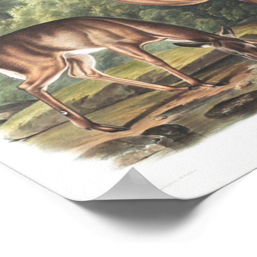 共通またはバージニアンディアアメリカン動物相ヴィンテージ ポスター (角)