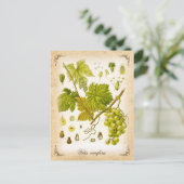 共通グレープつる植物-ヴィンテージイラストレーション ポストカード (スタンド正面)