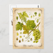 共通グレープつる植物-ヴィンテージイラストレーション ポストカード (正面/裏面)