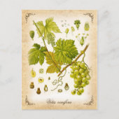 共通グレープつる植物-ヴィンテージイラストレーション ポストカード (正面)