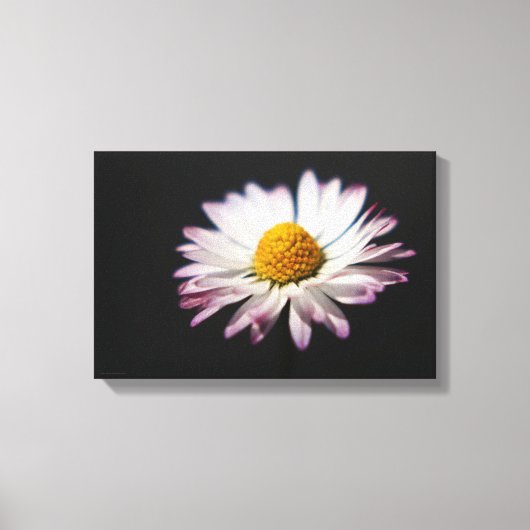 共通デイジー16.50x11 (41.25x27.5cm) waca キャンバスプリント (正面)