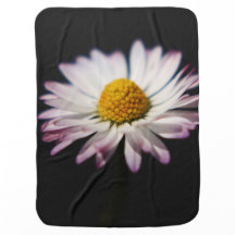 共通デイジーbbi