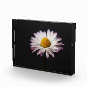 共通デイジーpbcna フォトブロック (右)