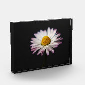 共通デイジーpbm フォトブロック (左)