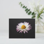 共通デイジーpca ポストカード (スタンド正面)