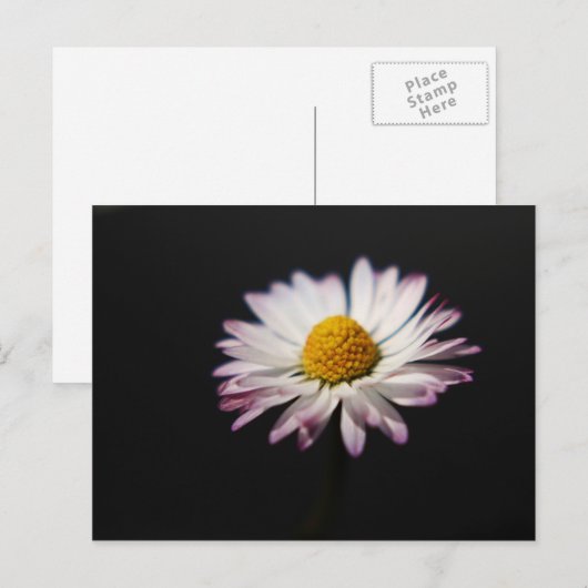 共通デイジーpca ポストカード (正面/裏面)