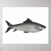 共通ラベオ ポスター (正面)