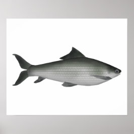 共通ラベオ ポスター