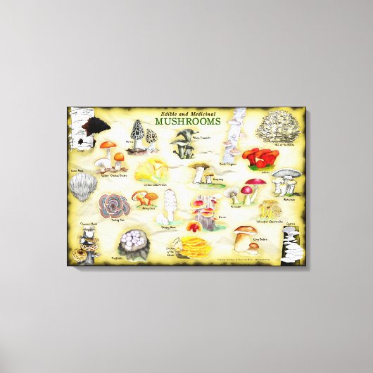 共通名キャンバス30x20キノコ キャンバスプリント (正面)
