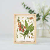 共通Foxglove -ヴィンテージイラストレーション ポストカード (スタンド正面)