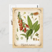 共通Foxglove -ヴィンテージイラストレーション ポストカード (正面/裏面)