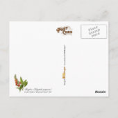 共通Foxglove -ヴィンテージイラストレーション ポストカード (裏面)