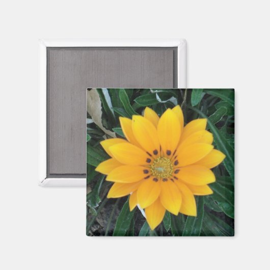 共食い マグネット (正面/裏面)