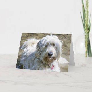 共鳴した犬はペット損失上の苦痛を楽にするのを救済します カード