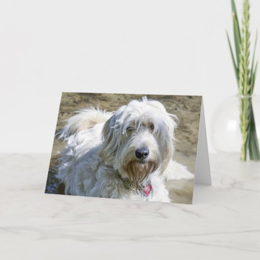 共鳴した犬はペット損失上の苦痛を楽にするのを救済します カード (正面)