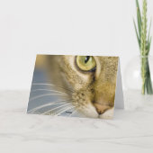 共鳴した猫はペット損失上の苦痛を楽にするのを救済します カード (裏面)