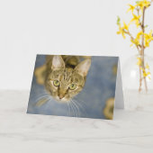 共鳴した猫はペット損失上の苦痛を楽にするのを救済します カード (黄色い花)