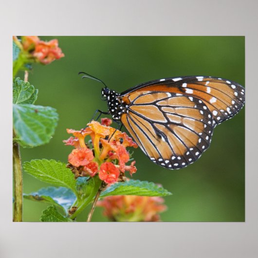 兵士(Danaus eresimus)バタフライ食べ物を与えがオン ポスター (正面)