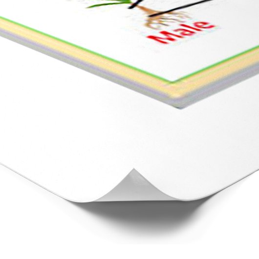 典型的なコケ(苔類)のライフサイクル ポスター (角)