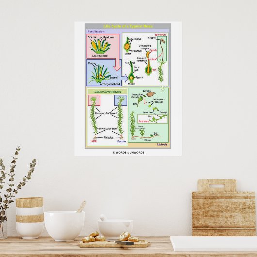 典型的なコケ(苔類)のライフサイクル ポスター (キッチン)