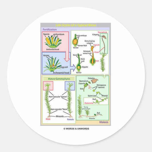 典型的なコケ(苔類)のライフサイクル ラウンドシール (正面)