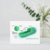 典型的なシアノバクテリア細胞の図 ポストカード (スタンド正面)
