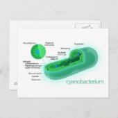 典型的なシアノバクテリア細胞の図 ポストカード (正面/裏面)