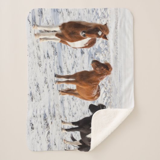 典型的な冬のコートを着たアイスランドの馬 シェルパブランケット (正面)