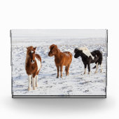 典型的な冬のコートを着たアイスランドの馬 フォトブロック (正面)