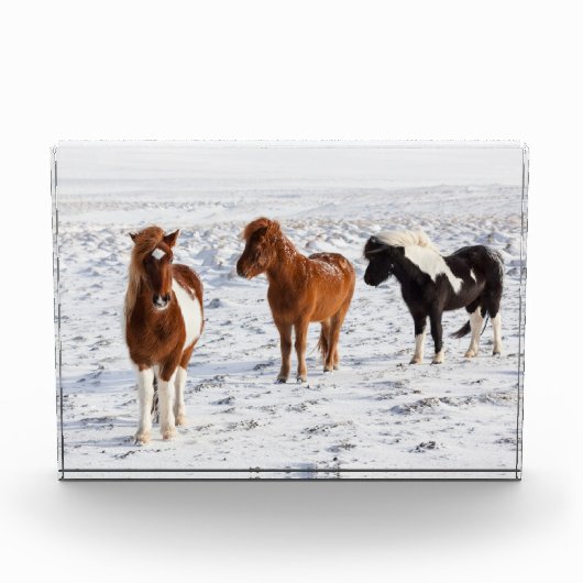 典型的な冬のコートを着たアイスランドの馬 フォトブロック (正面)