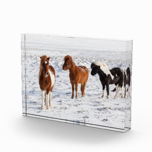 典型的な冬のコートを着たアイスランドの馬 フォトブロック (右)