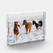 典型的な冬のコートを着たアイスランドの馬 フォトブロック (左)