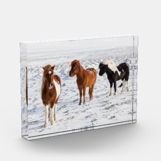 典型的な冬のコートを着たアイスランドの馬 フォトブロック (左)