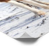 典型的な冬のコートを着たアイスランドの馬 ポスター (角)