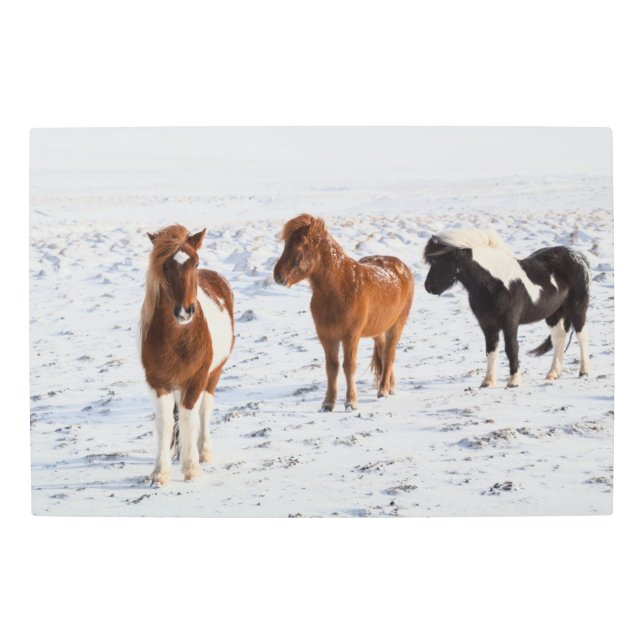 典型的な冬のコートを着たアイスランドの馬 メタルプリント (正面)