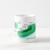 典型的な藍藻の細胞の図表 コーヒーマグカップ (中央)